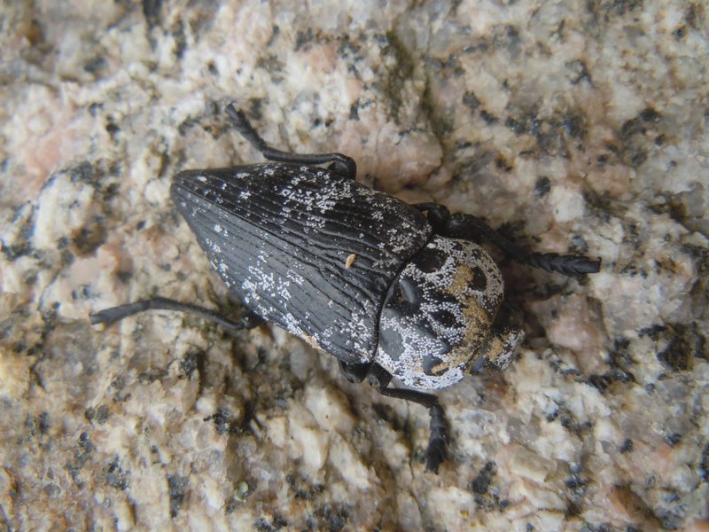 Buprestidae dalla Gallura 1: Capnodis cariosa